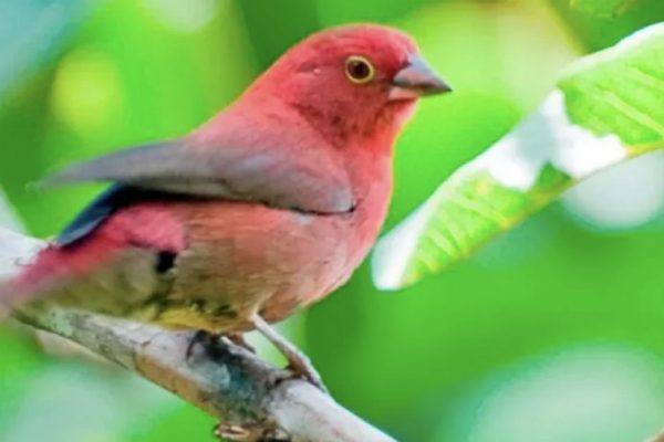 5- 10 Days Rwanda Birding safari tour package sample